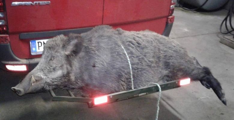 bwt-wildschwein8B321DF0-84AA-8B08-8A25-9D2A5117B270.jpg